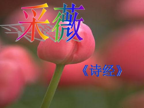 《诗词五首——采薇 十五从军征 》课件语文版