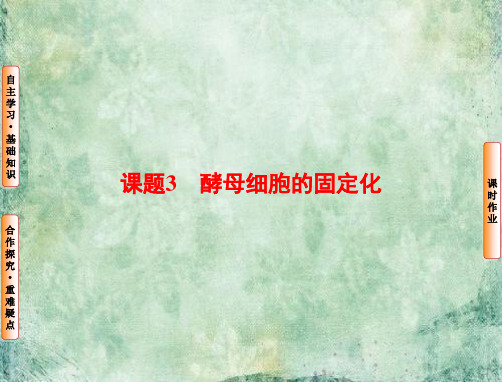 2019届高三一轮总复习高中生物选修1课件：专题4 酶的研究与应用 专题4-课题3
