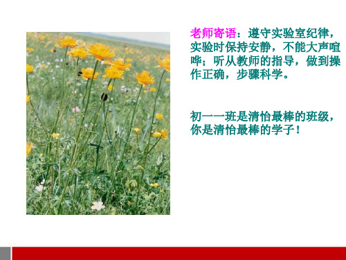 七年级生物上册-绿色植物的光合作用课件-济南版
