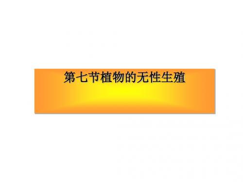 植物的无性生殖 PPT课件1 济南版