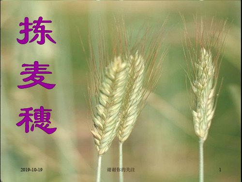 粤教版七上《拣麦穗》课件.ppt