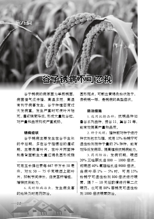 谷子锈病不可忽视