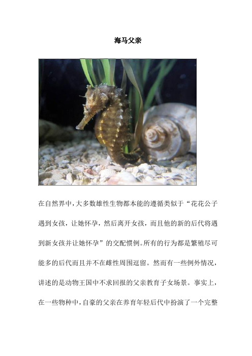 【课外阅读】海马父亲