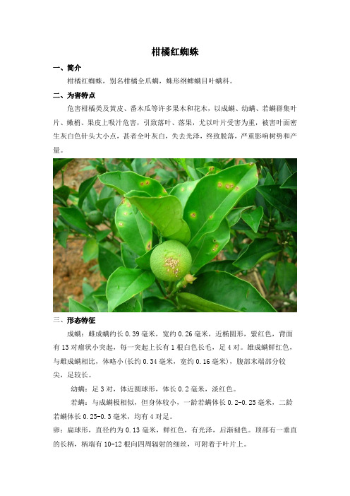 柑橘病虫害——柑橘红蜘蛛