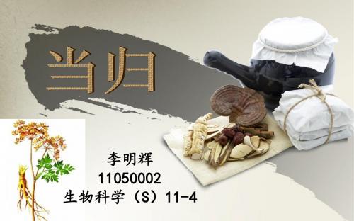 药用植物——当归