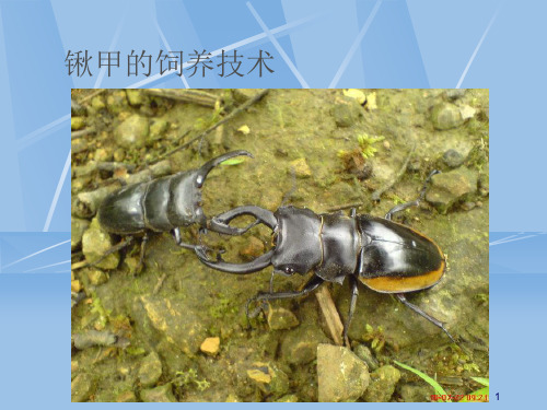 锹甲的饲养技术ppt课件