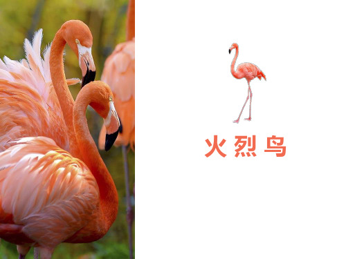 幼儿美术-火烈鸟