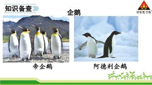 苏教版_一年级下册15 南极的主人