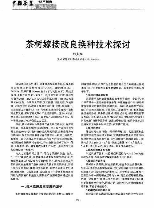 茶树嫁接改良换种技术探讨