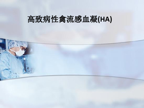 高致病性禽流感血凝(HA)ppt课件