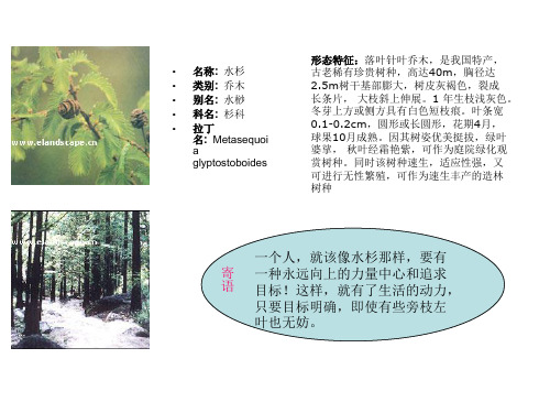 树牌