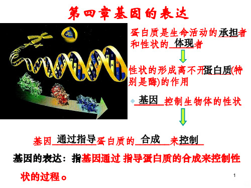 转录翻译动画PPT课件