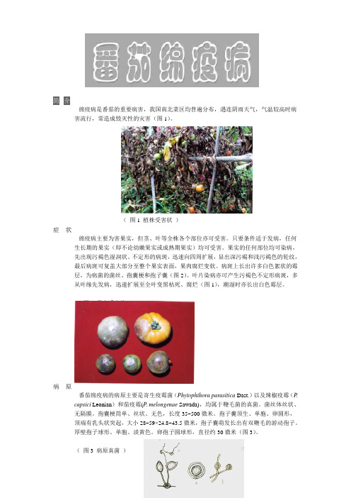 番茄绵疫病