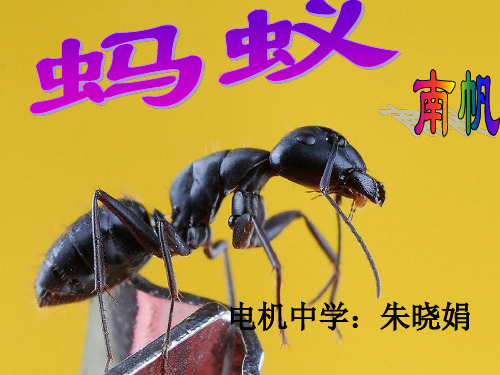 北师大版八年级上册语文：4 蚂蚁 (2)