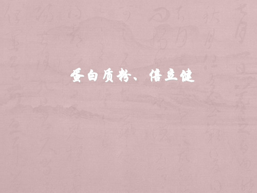 《蛋白质粉倍立健》ppt课件