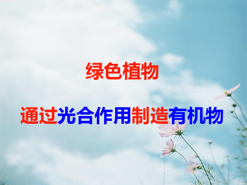 绿叶在光下制造淀粉PPT精品课件