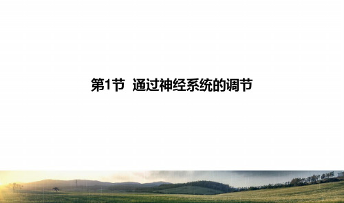 新人教版高中生物第二章动物和人体生命活动的调节2.1通过神经系统的调节课件