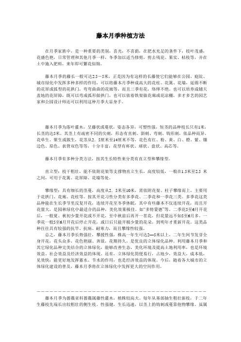 藤本月季种植方法