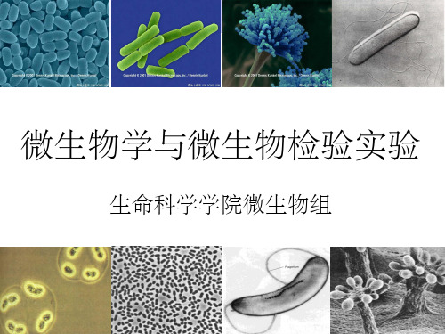 实验一_显微镜油镜的使用ppt课件