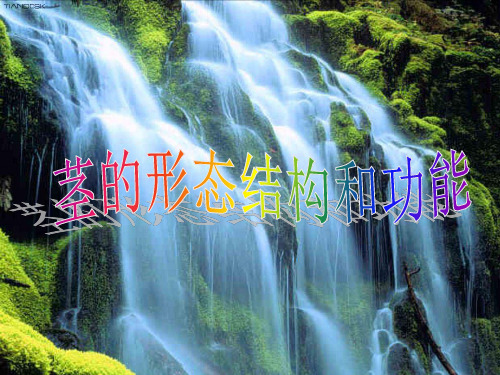 植物茎的结构与功能
