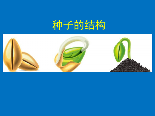 初中生物北京版八年级上册第十章第三节绿色开花植物的生殖和发育--种子的结构 课件 (共23张PPT)