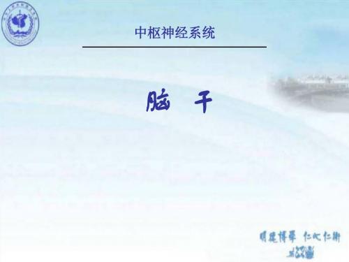 细说 脑干