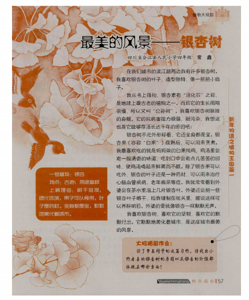最美的风景——银杏树
