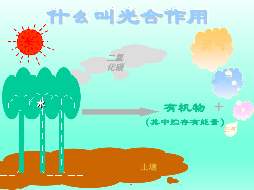 初中七年级生物上册-光合作用