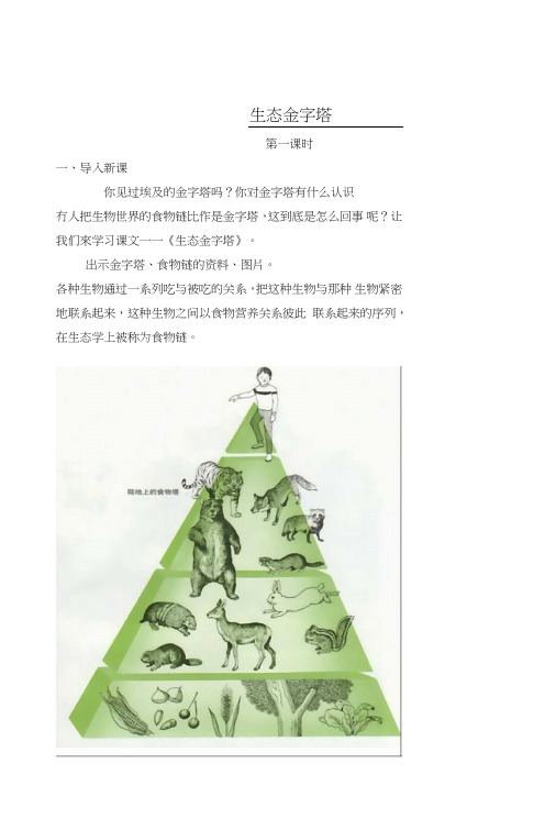 (湘教版)五年级语文上册教案生态金字塔1.doc