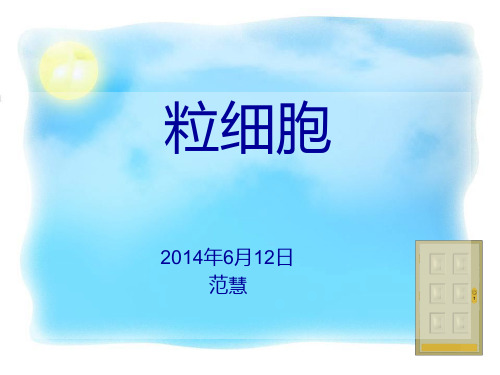 粒细胞