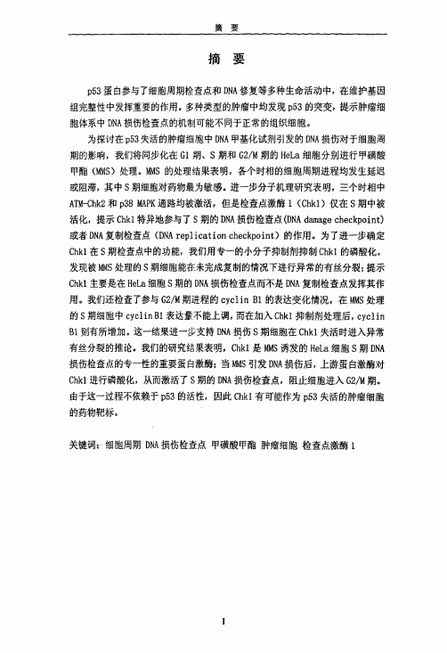 Removed_DNA损伤试剂对HeLa细胞的细胞周期检查点的影响