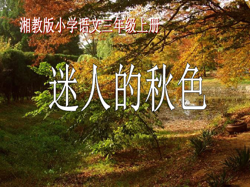 迷人的秋色 教学PPT课件2