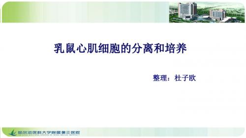 乳鼠心肌细胞的分离和培养