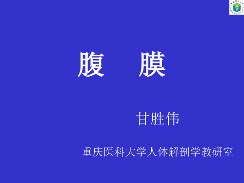 人体解剖学课件：腹膜1