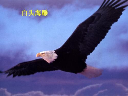 第六节《鸟》课件