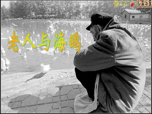 小学语文六年级下册《老人与海鸥》课件