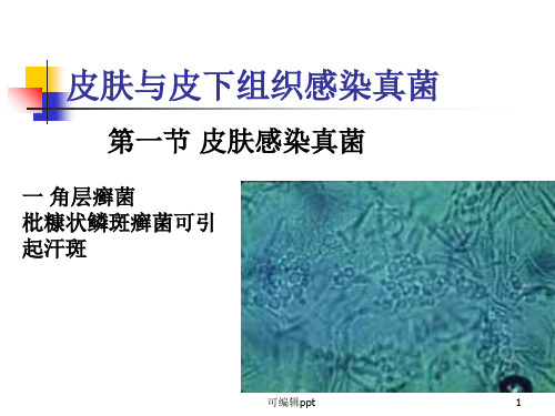 皮肤与皮下组织感染真菌
