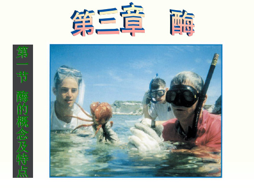 酶的概念及特点