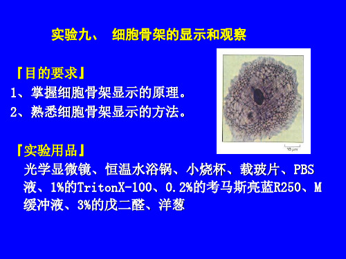实验九、细胞骨架的显示和观察『目的要求』1、掌握细胞骨
