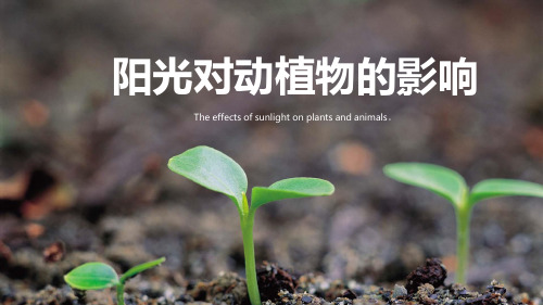 阳光对动植物的影响