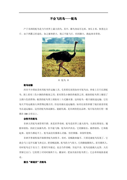 鸟拓展资源-不会飞的鸟——鸵鸟