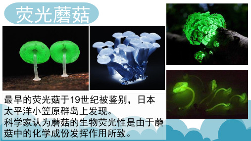 蘑菇介绍及辨别