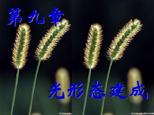 植物生理学ppt课件ch9 光形态建成-精品文档
