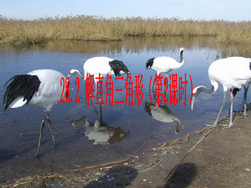 解直角三角形课件人教新课标九年级下(共9张PPT)