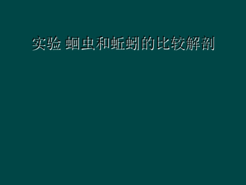 实验 蛔虫和蚯蚓的比较解剖