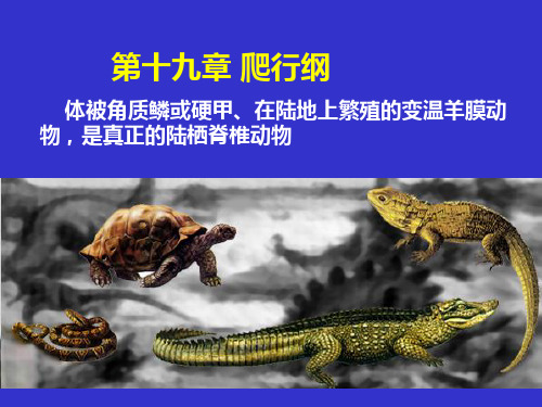 普通动物学：第十九章 爬行纲