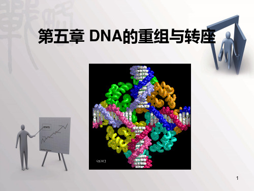 分子生物学    ch4DNA的重组与转座PPT课件