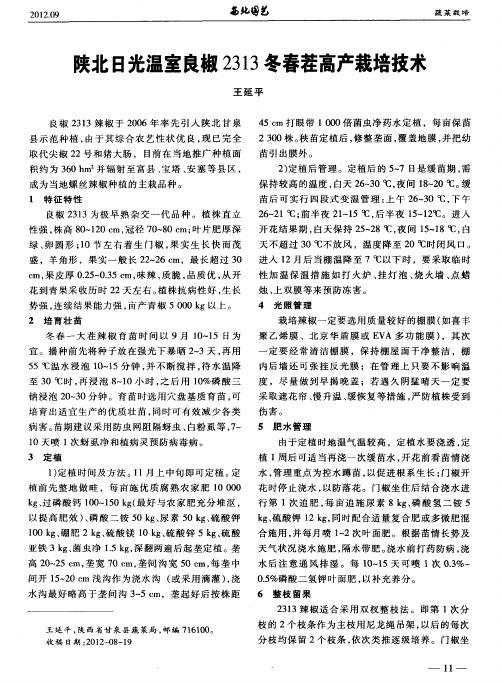 陕北日光温室良椒2313冬春茬高产栽培技术