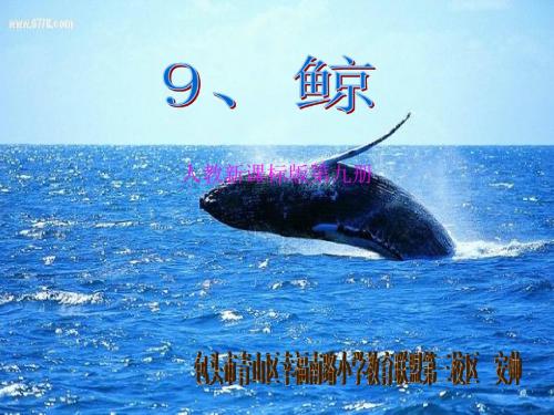 《鲸》第二课时ppt课件