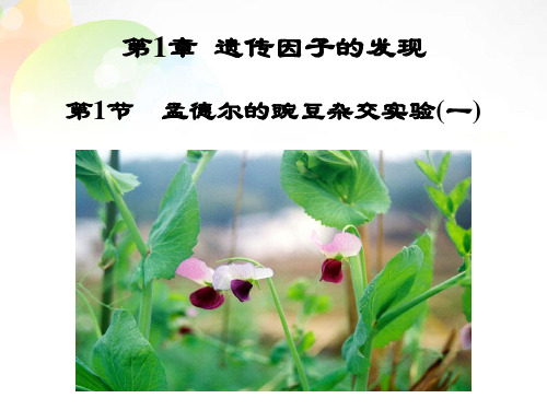 新人教版高中生物必修二 1.1孟德尔豌豆杂交实验(一)精品课件